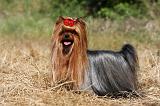YORKSHIRE TERRIER 471